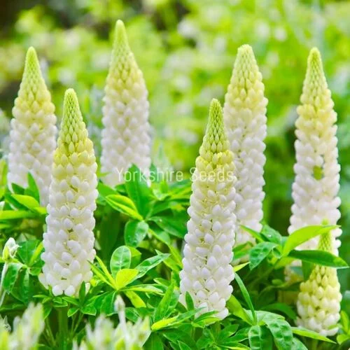 yorkshire-seeds2975959