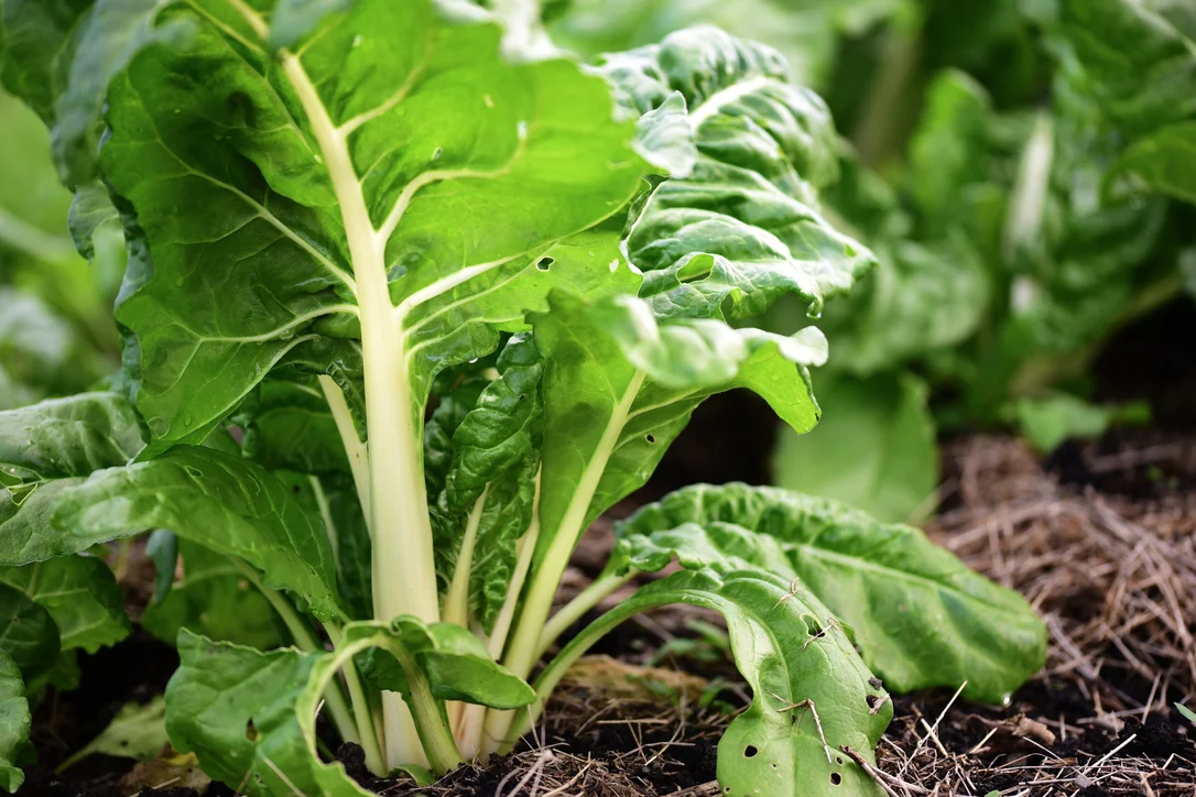 yorkshire-seeds2976145