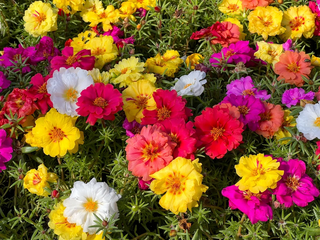 yorkshire-seeds2976323