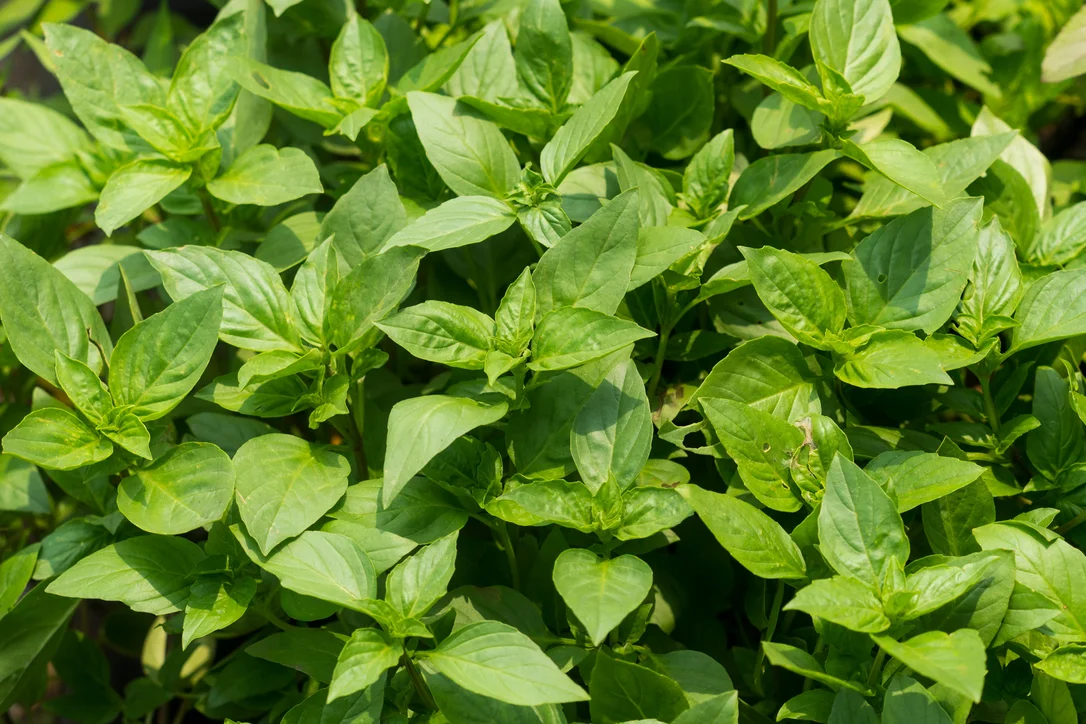 yorkshire-seeds2976476