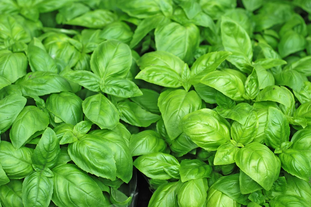 yorkshire-seeds2976918