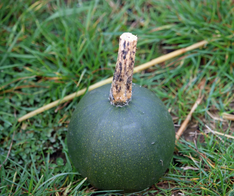 yorkshire-seeds2977004