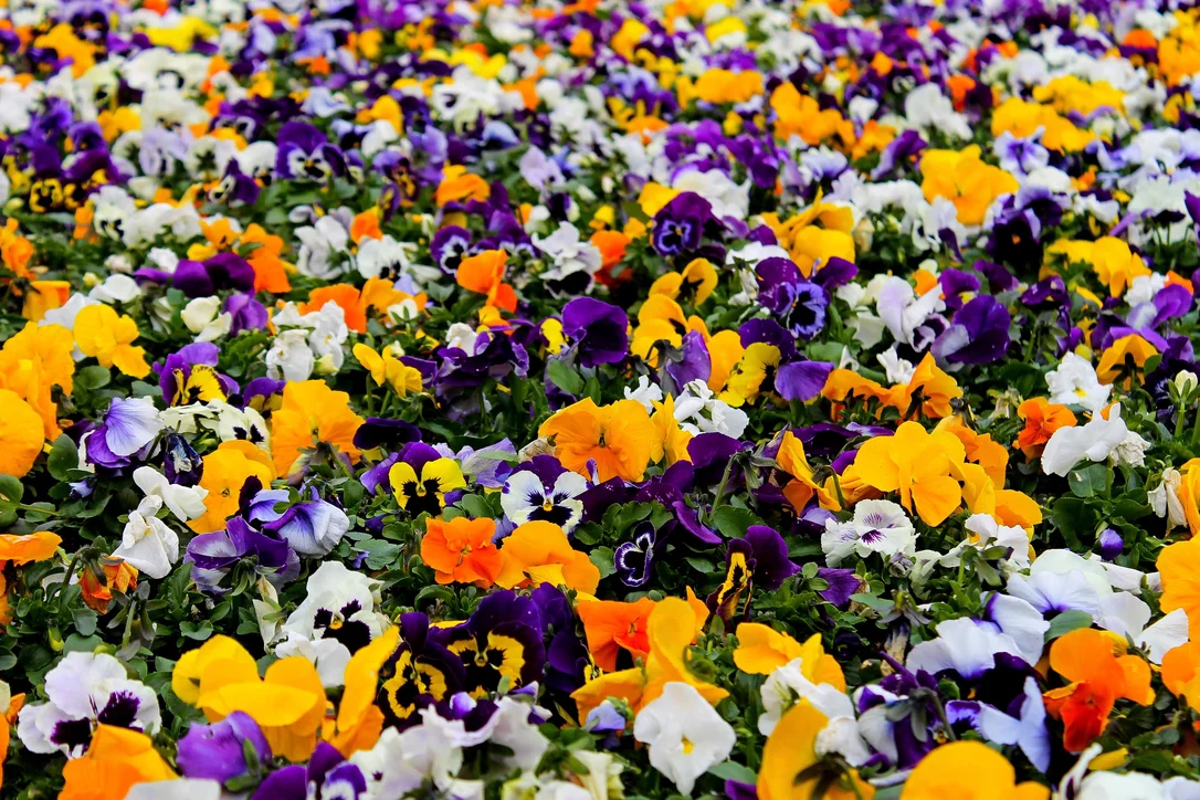 yorkshire-seeds2977129