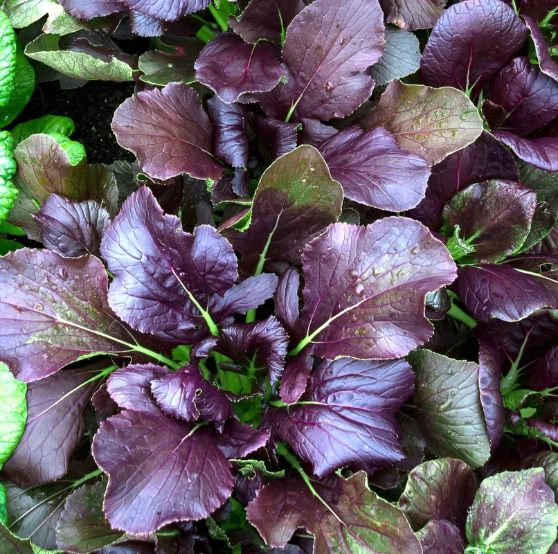 yorkshire-seeds2977207