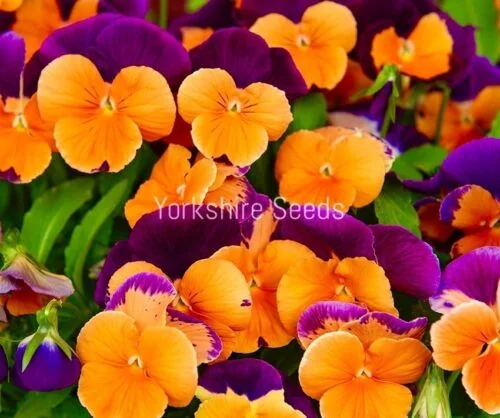 yorkshire-seeds2977766