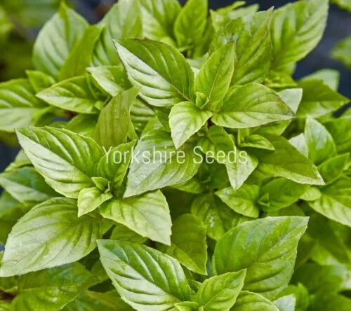 yorkshire-seeds2977897