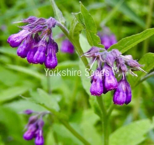yorkshire-seeds2977913