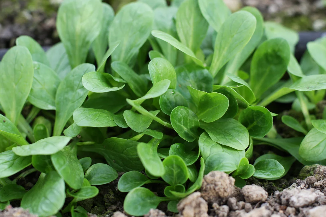 yorkshire-seeds2977983