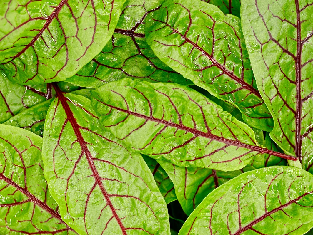 yorkshire-seeds2978282