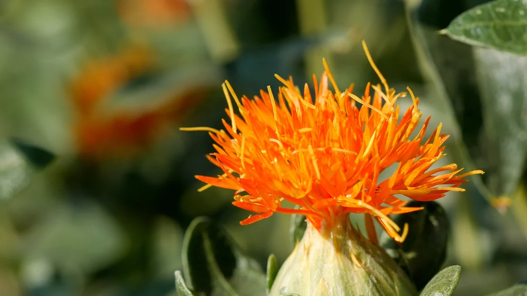 yorkshire-seeds2978331