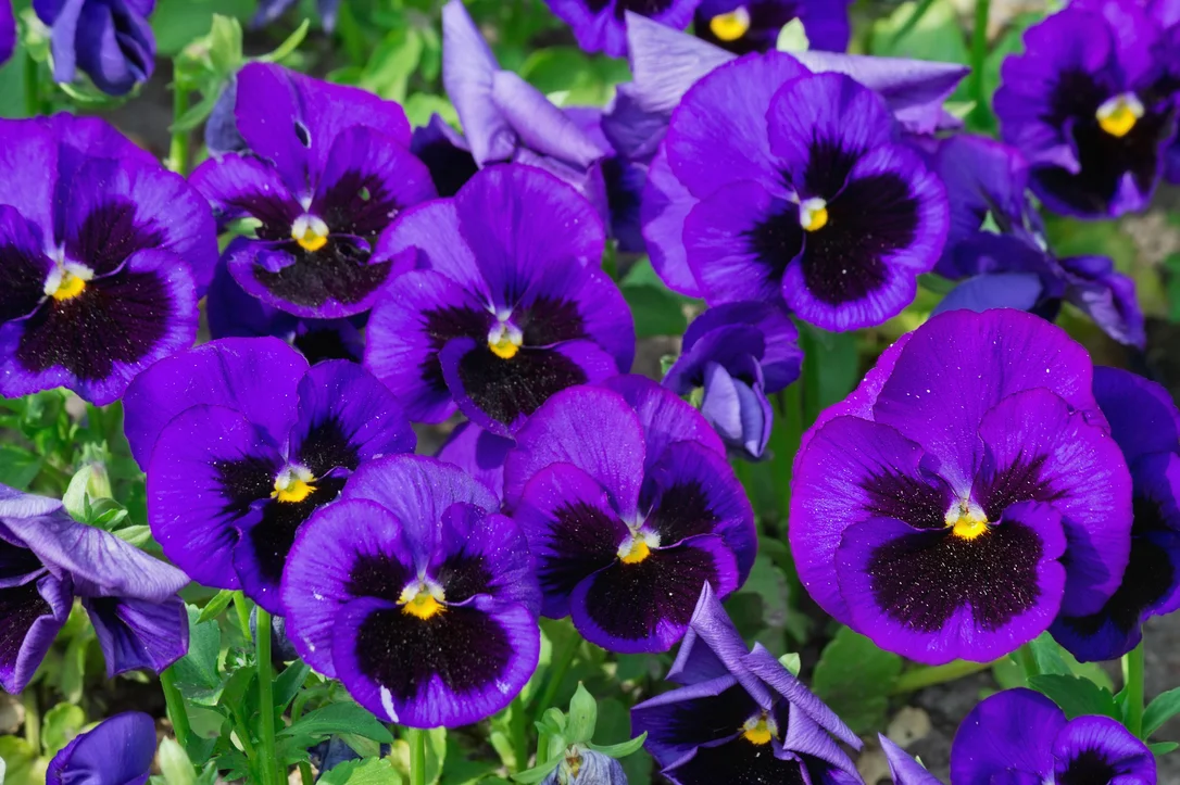 yorkshire-seeds2978392