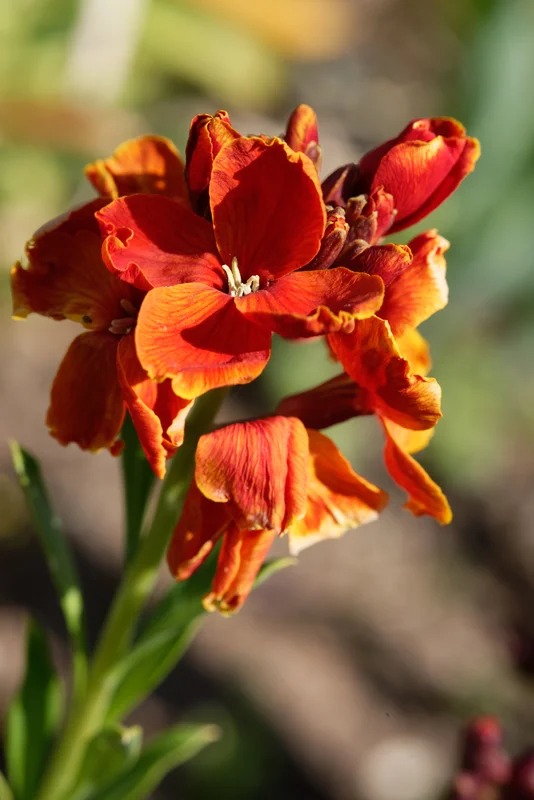 yorkshire-seeds2978475