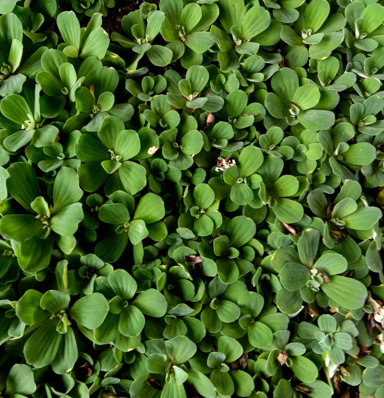 yorkshire-seeds2978572