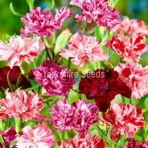 yorkshire-seeds2978588