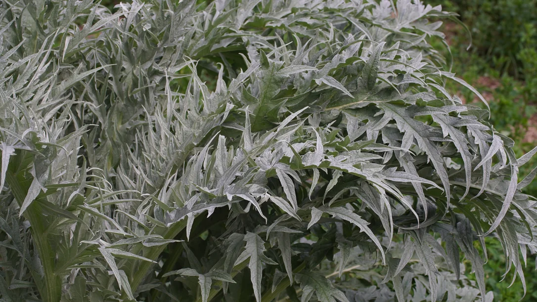 yorkshire-seeds2978803