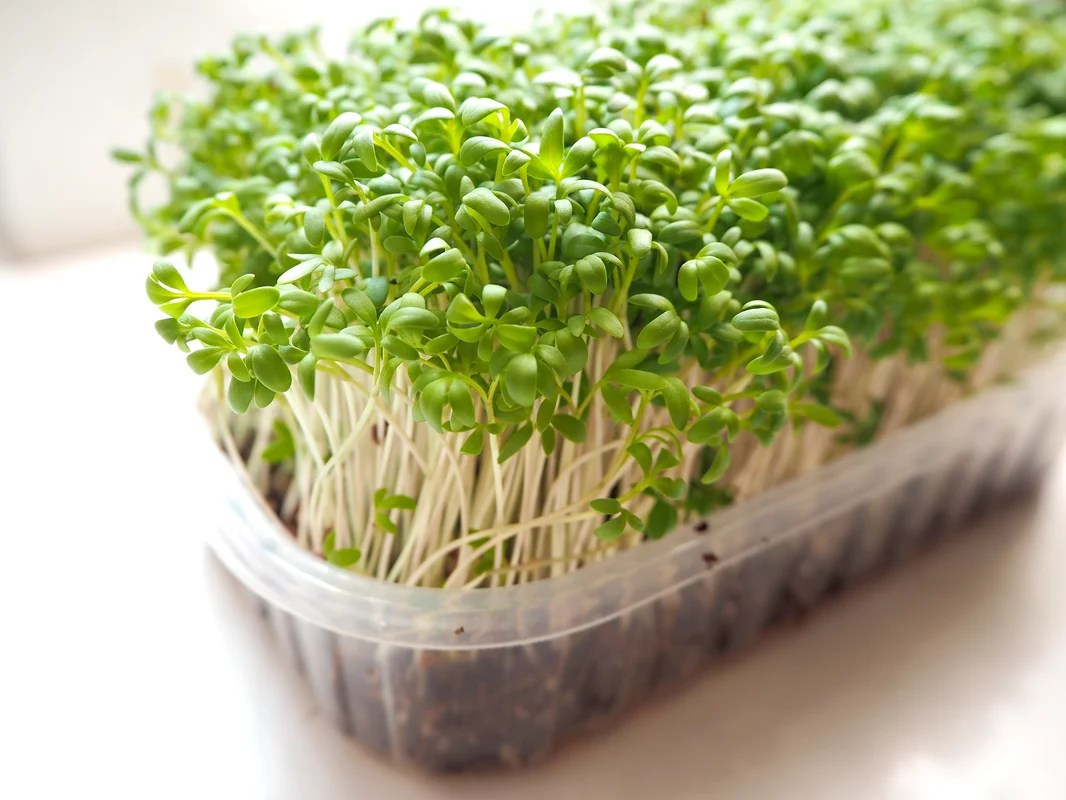 yorkshire-seeds2978866