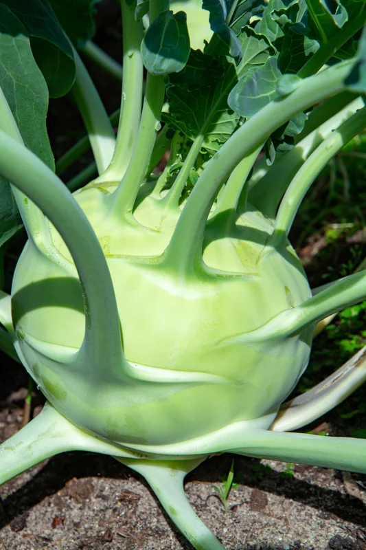 yorkshire-seeds2978970