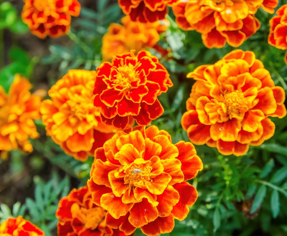 yorkshire-seeds2979111