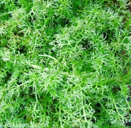 yorkshire-seeds2979372