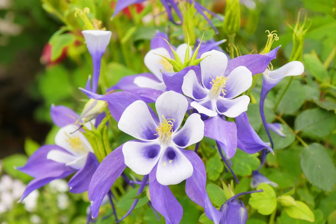 yorkshire-seeds2979917