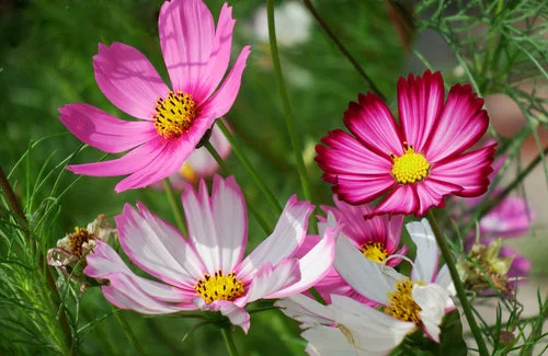 yorkshire-seeds2979930