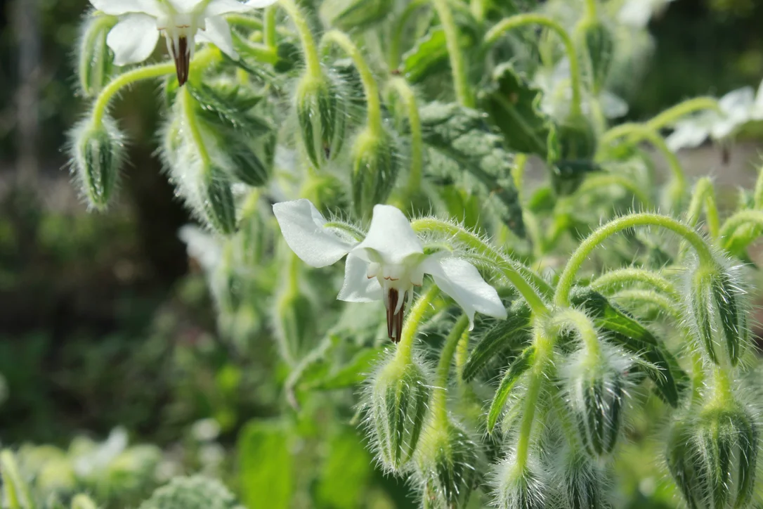 yorkshire-seeds2980251