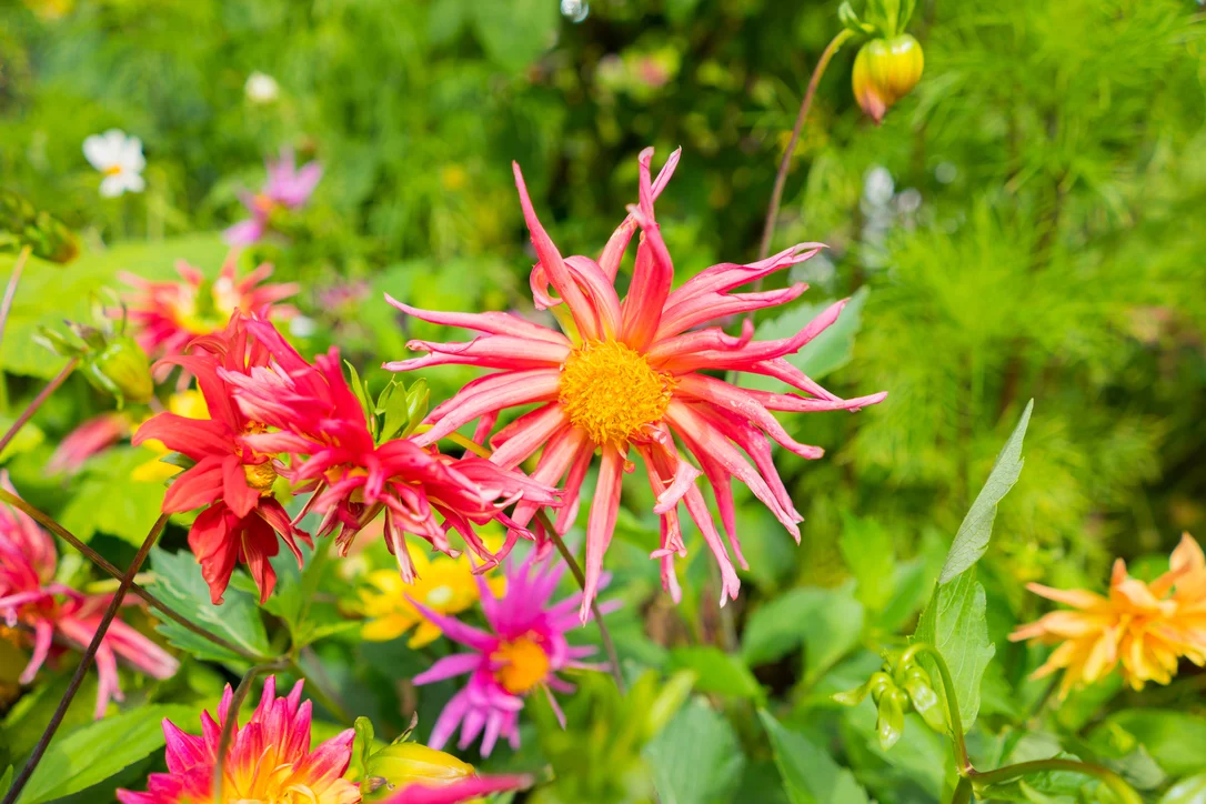 yorkshire-seeds2980342