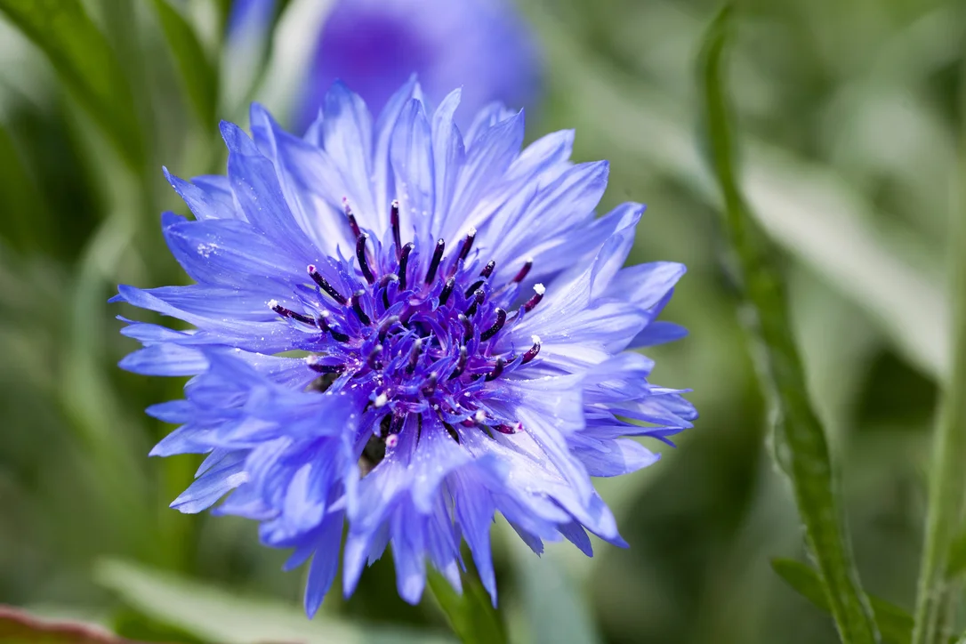 yorkshire-seeds2980786