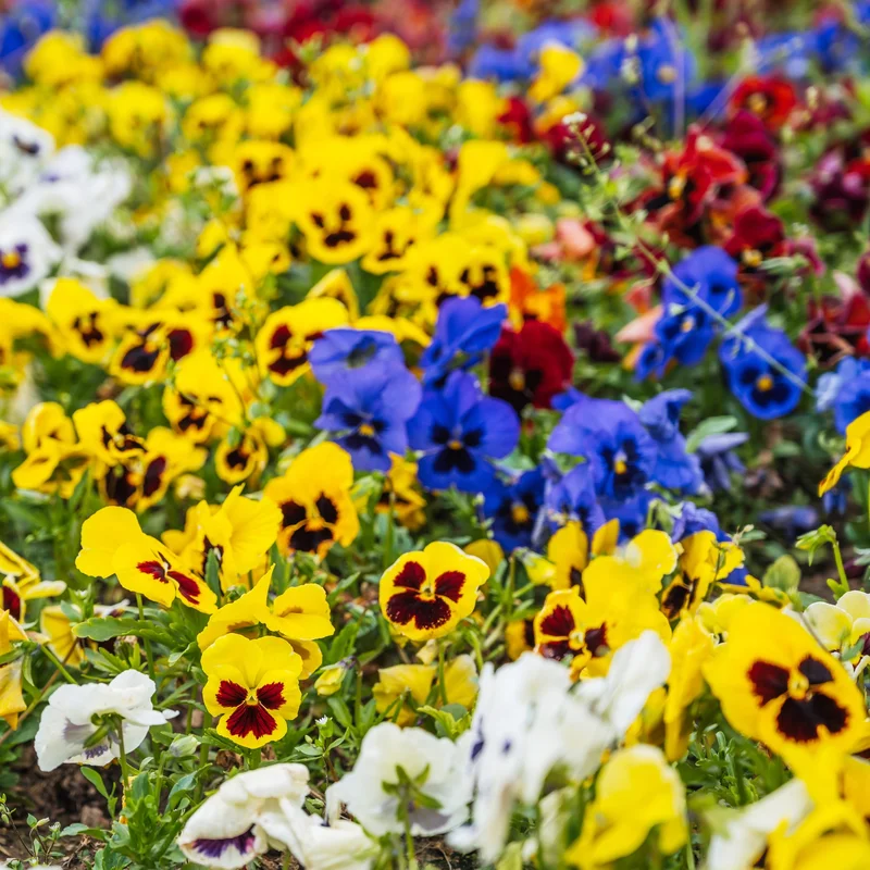 yorkshire-seeds2980875