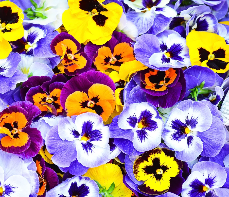yorkshire-seeds2981143