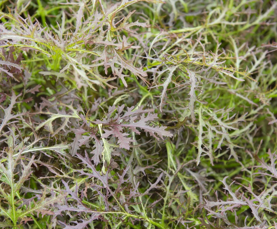 yorkshire-seeds2981287