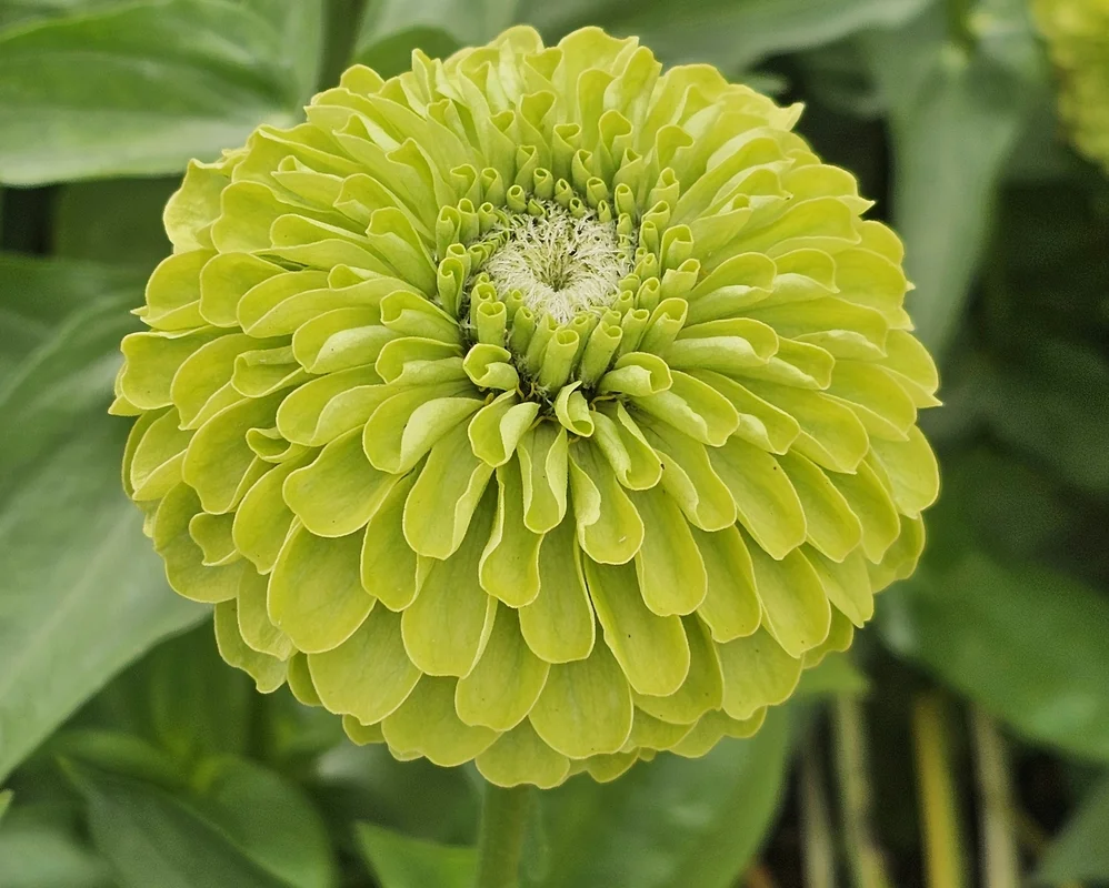 yorkshire-seeds2981345
