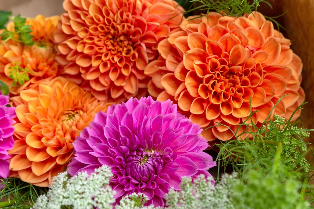 yorkshire-seeds2981452