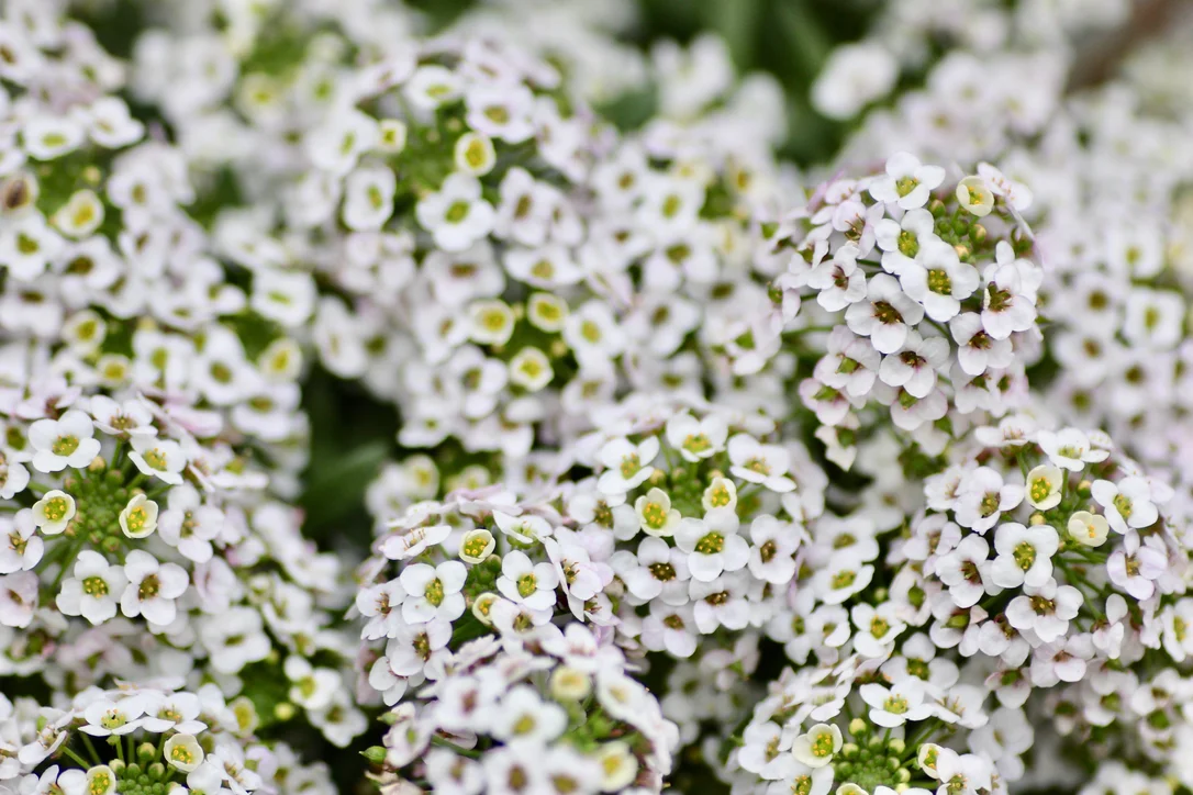 yorkshire-seeds2981594