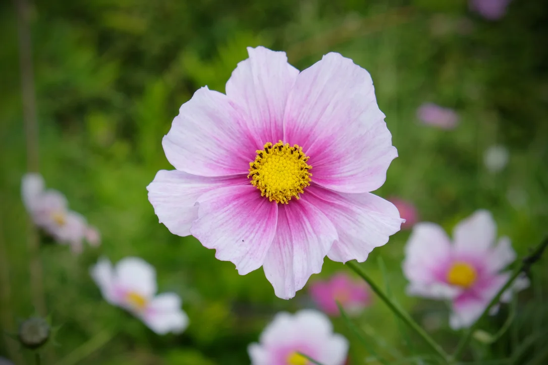 yorkshire-seeds2981731