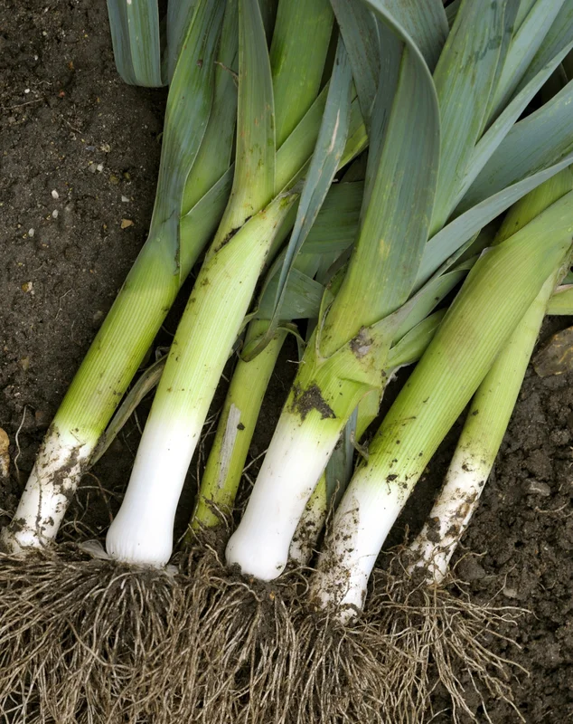 yorkshire-seeds2982024