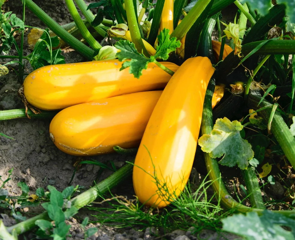 yorkshire-seeds2982086