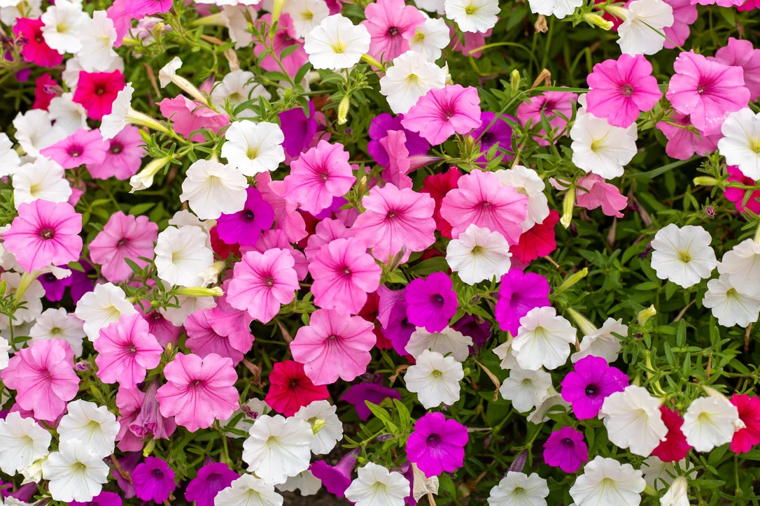yorkshire-seeds2982282