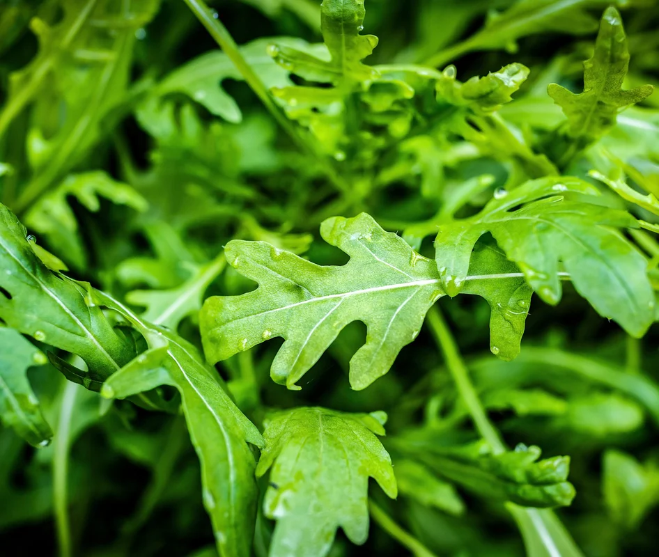 yorkshire-seeds2982384