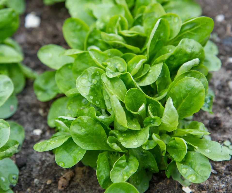 yorkshire-seeds2982437