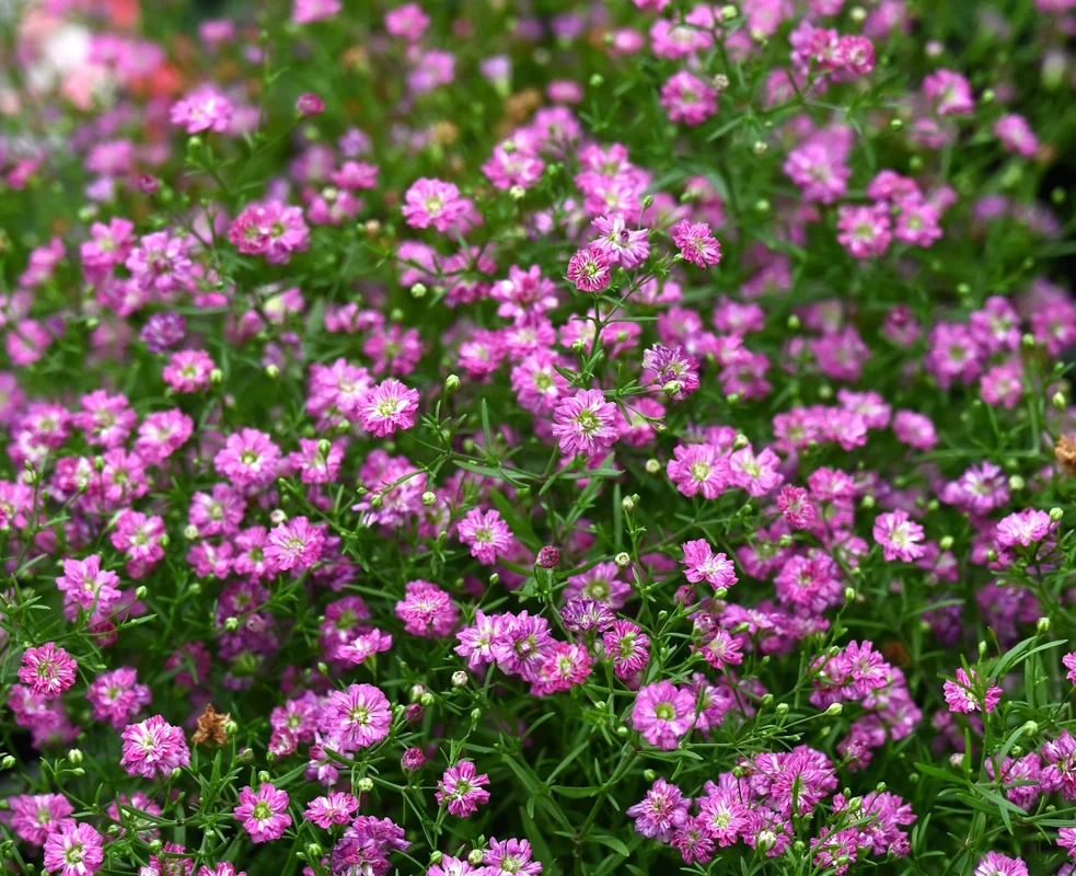 yorkshire-seeds2982690