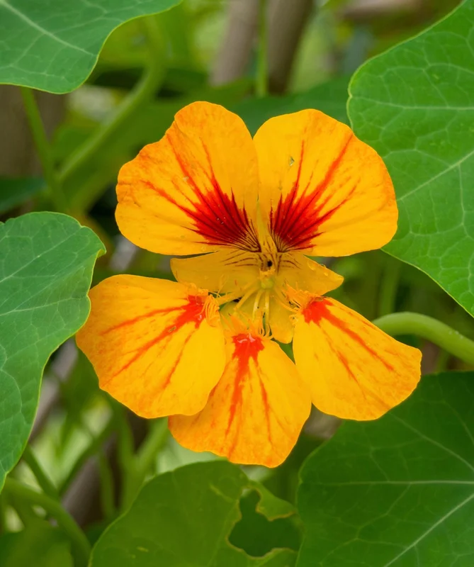 yorkshire-seeds2983149