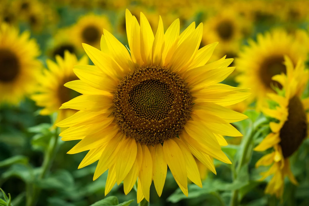 yorkshire-seeds2983196