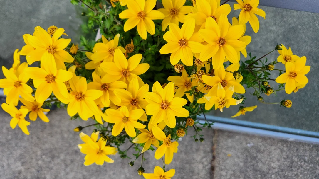 yorkshire-seeds2983282