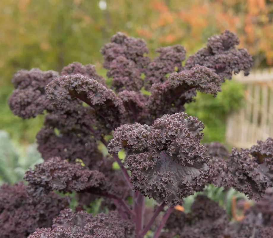 yorkshire-seeds2983324