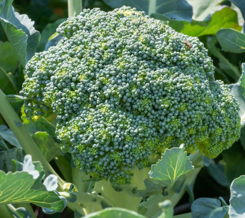yorkshire-seeds2983634