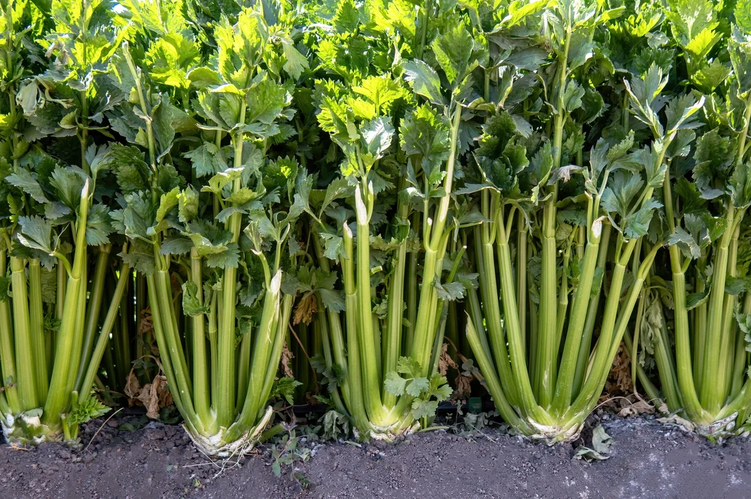 yorkshire-seeds2984030