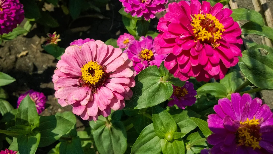 yorkshire-seeds2984197