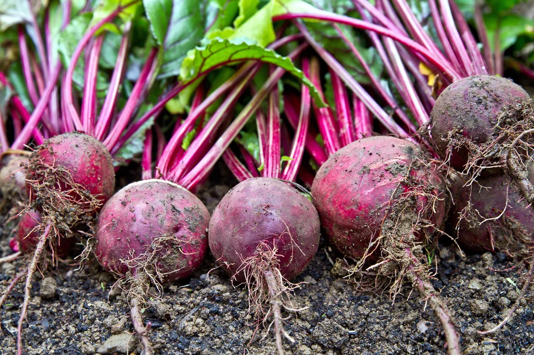 yorkshire-seeds2984520