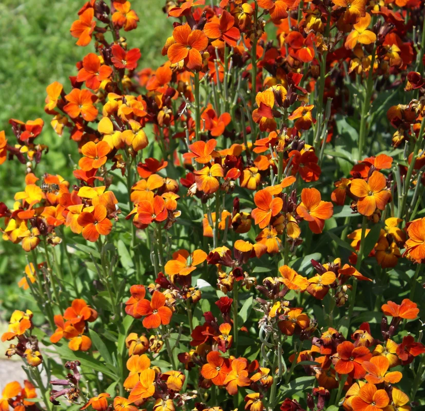 yorkshire-seeds2984599